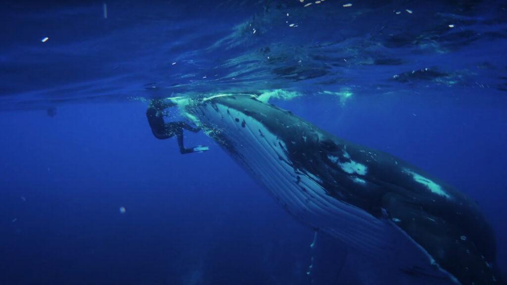 A scuba diver and whale underwater